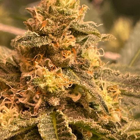 Rancid Rainbow #2 growlog photo: Day 33