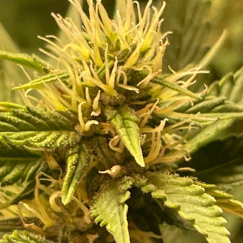 Tahoe OG Kush  #1 growlog photo: Day 33
