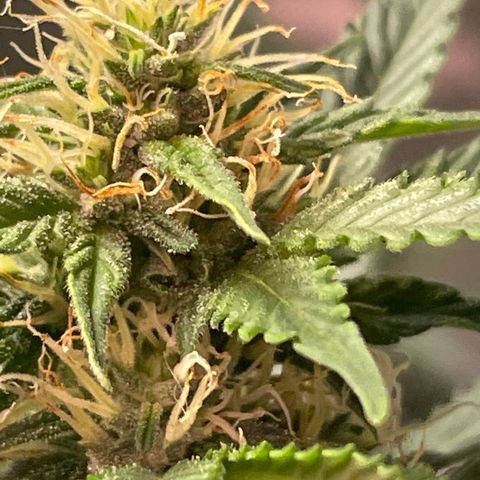 Tahoe OG Kush  #1 growlog photo: Day 33