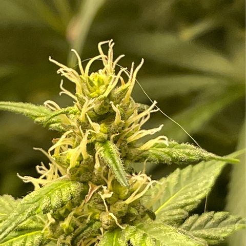 Tahoe OG Kush  #2 growlog timeline photo