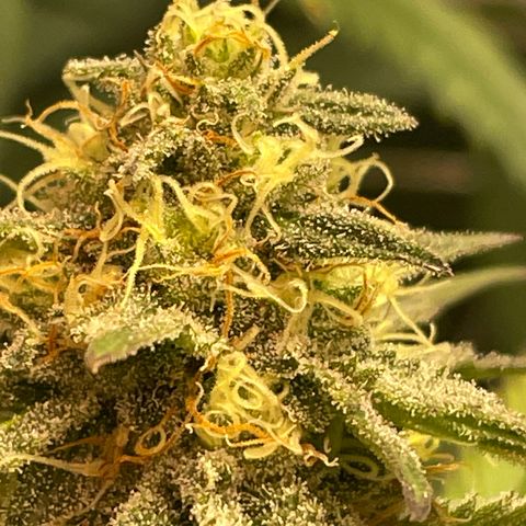 Rancid Rainbow #1 growlog photo: Day 33