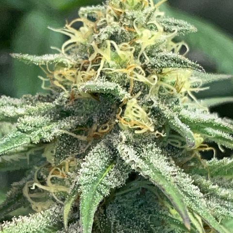 Rancid Rainbow #1 growlog photo: Day 33
