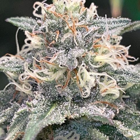 Rancid Rainbow #1 growlog photo: Day 33