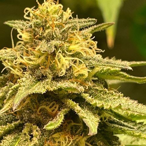 Rancid Rainbow #1 growlog photo: Day 33