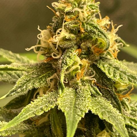 Tropical Mentos #1 growlog photo: Day 33