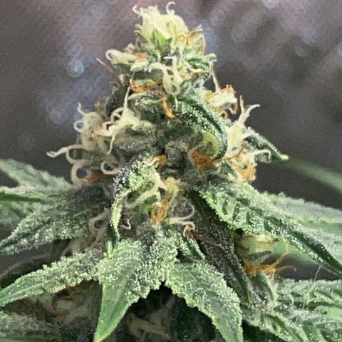 Tropical Mentos #1 growlog photo: Day 33