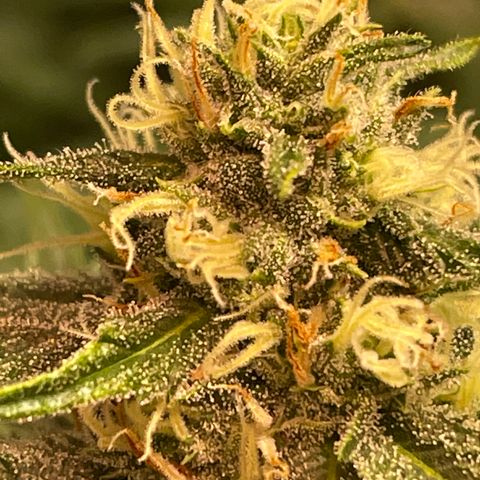 Tropical Mentos #2 growlog photo: Day 33
