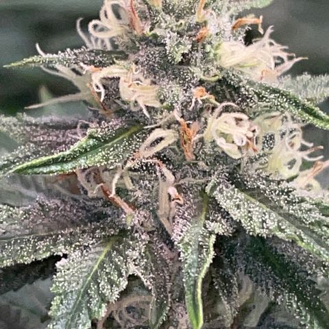 Tropical Mentos #2 growlog photo: Day 33