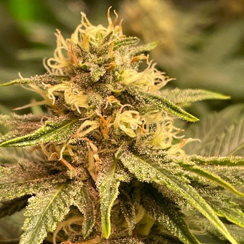 Tropical Mentos #2 growlog photo: Day 33