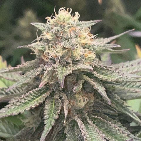 Rancid Rainbow #1 growlog timeline photo