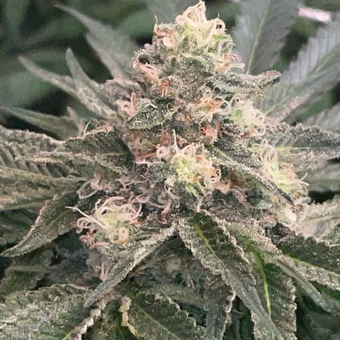 Rancid Rainbow #1 growlog timeline photo
