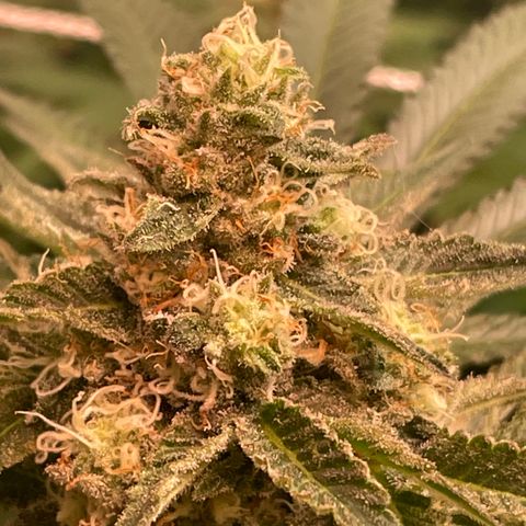 Rancid Rainbow #1 growlog timeline photo