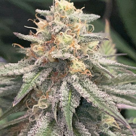 Rancid Rainbow #1 growlog timeline photo