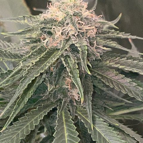Rancid Rainbow #1 growlog timeline photo