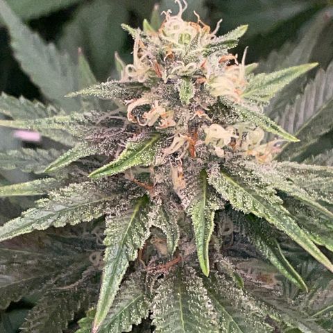Rancid Rainbow #1 growlog timeline photo