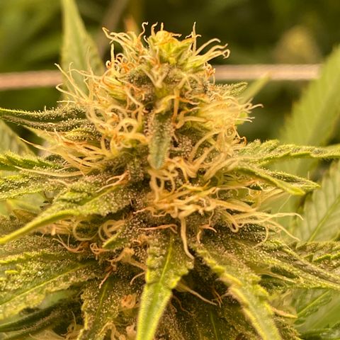 Rancid Rainbow #1 growlog timeline photo