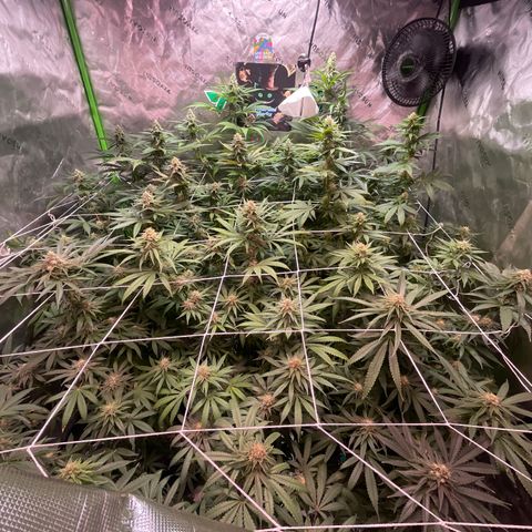 Rancid Rainbow #1 growlog timeline photo