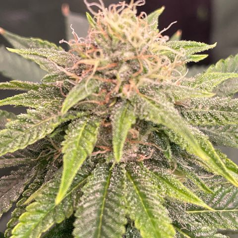 Rancid Rainbow #1 growlog timeline photo