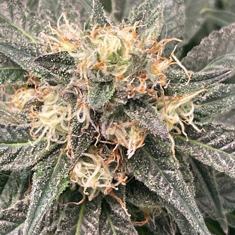 Rancid Rainbow #1 growlog timeline photo