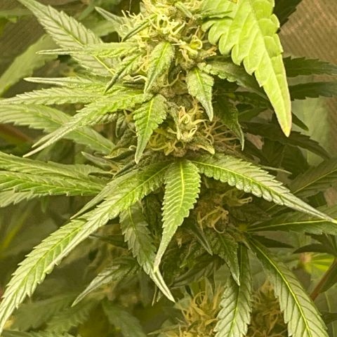 Rancid Rainbow #1 growlog photo: Day 38 of flower