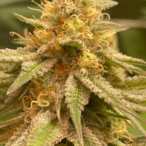 Rancid Rainbow #1 growlog photo: Day 38 of flower