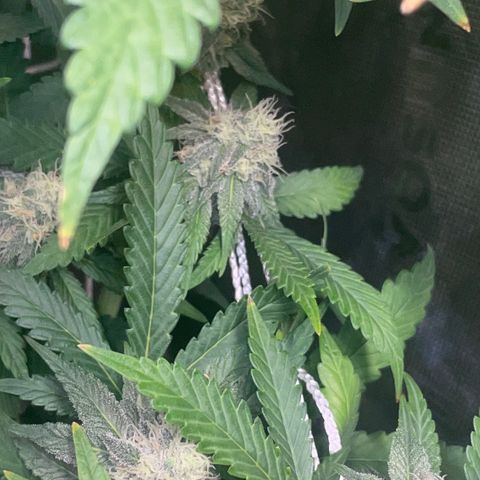 Rancid Rainbow #1 growlog photo: Day 38 of flower