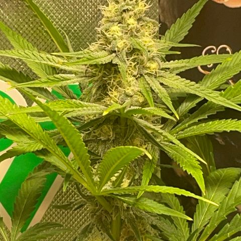 Rancid Rainbow #1 growlog photo: Day 38 of flower
