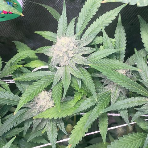 Rancid Rainbow #1 growlog photo: Day 38 of flower