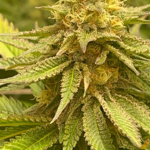 Rancid Rainbow #1 growlog photo: Day 38 of flower