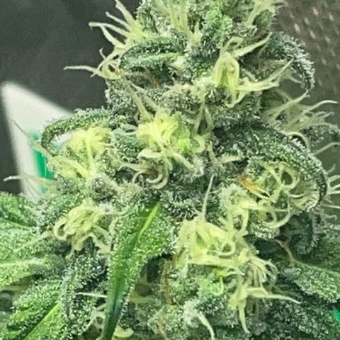 Rancid Rainbow #1 growlog photo: Day 38 of flower
