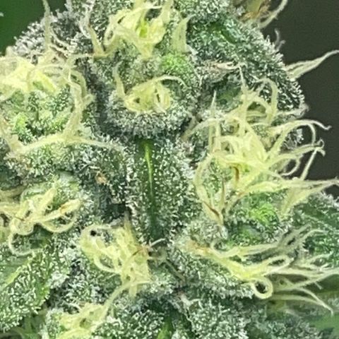 Rancid Rainbow #1 growlog photo: Day 38 of flower