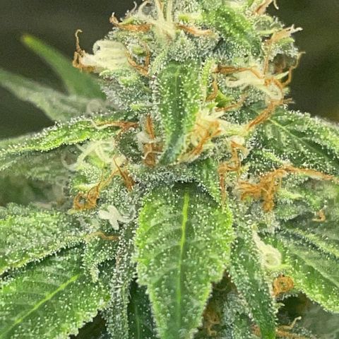 Rancid Rainbow #1 growlog photo: Day 38 of flower