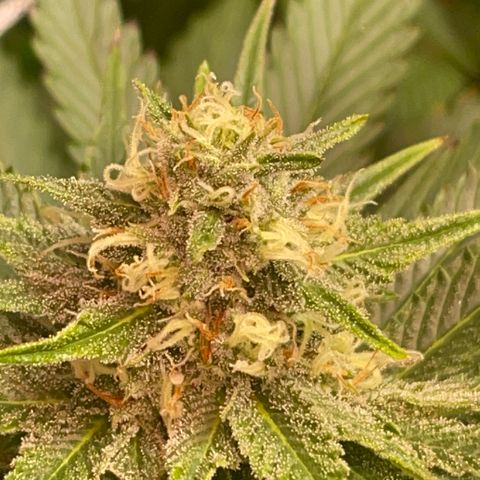 Rancid Rainbow #1 growlog photo: Day 38 of flower