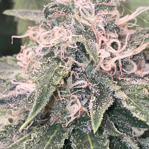 Rancid Rainbow #1 growlog photo: Day 40
