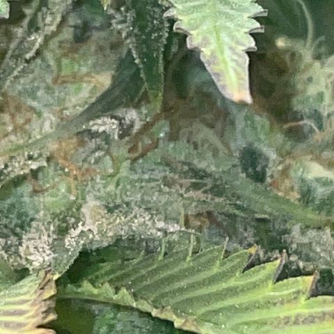 Rancid Rainbow #1 growlog photo: Day 40