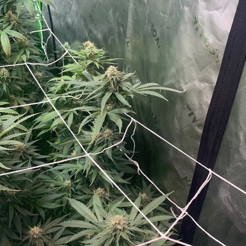 Rancid Rainbow #1 growlog photo: Day 40