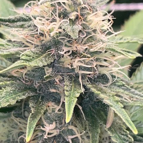 Rancid Rainbow #1 growlog photo: Day 40