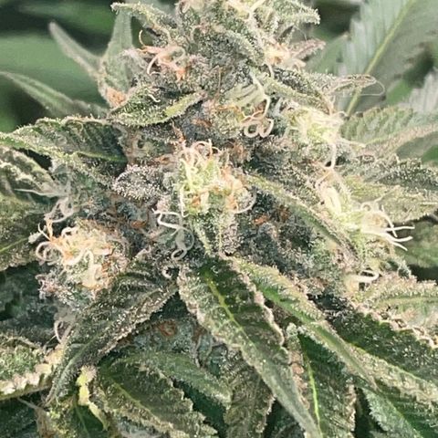 Rancid Rainbow #1 growlog photo: Day 40