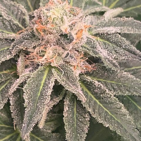 Rancid Rainbow #1 growlog photo: Day 40