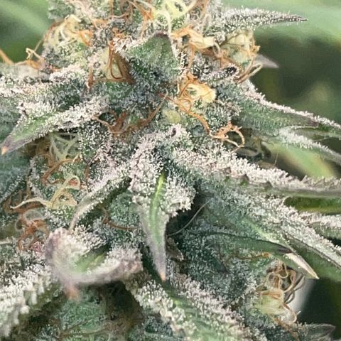 Rancid Rainbow #1 growlog timeline photo