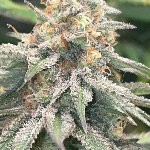 Rancid Rainbow #1 growlog timeline photo