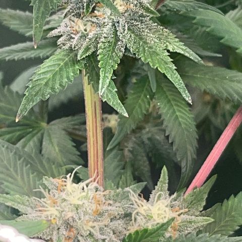 Rancid Rainbow #1 growlog timeline photo
