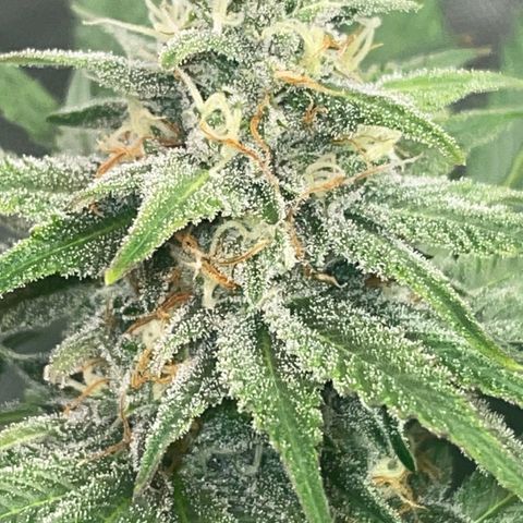 Rancid Rainbow #1 growlog timeline photo