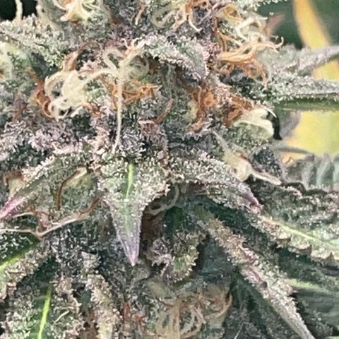 Rancid Rainbow #1 growlog timeline photo