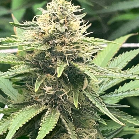 Rancid Rainbow #1 growlog photo: Day 40