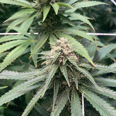 Rancid Rainbow #1 growlog photo: Day 40