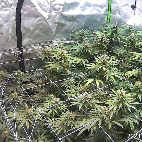 Rancid Rainbow #1 growlog timeline photo