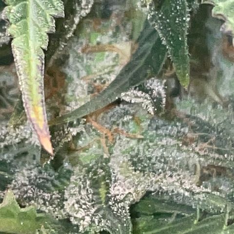Rancid Rainbow #1 growlog photo: Day 40