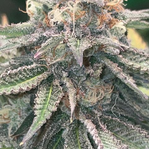 Rancid Rainbow #1 growlog timeline photo