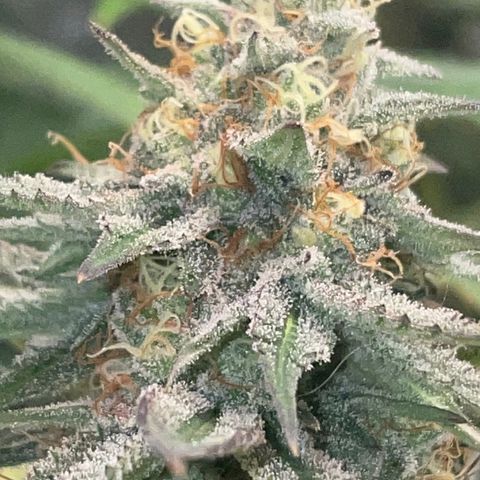Rancid Rainbow #1 growlog timeline photo